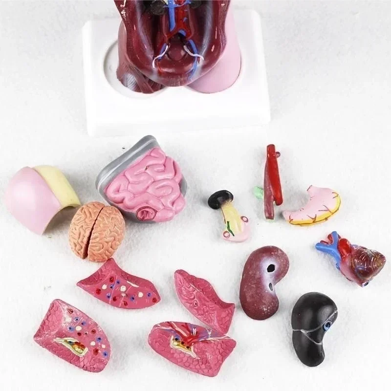 28cm modelo anatômico do corpo de torso humano, modelo de corpo anatômico do coração, esqueleto do cérebro, órgões internos para ensino de medicina, materiais de aprendizado - Image 5