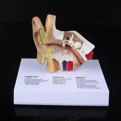 Modelo de ouvido humano em tamanho vital, anatomia científica, material didático, estudo anatômico, recurso escolar profissional T, 1,5 vezes
