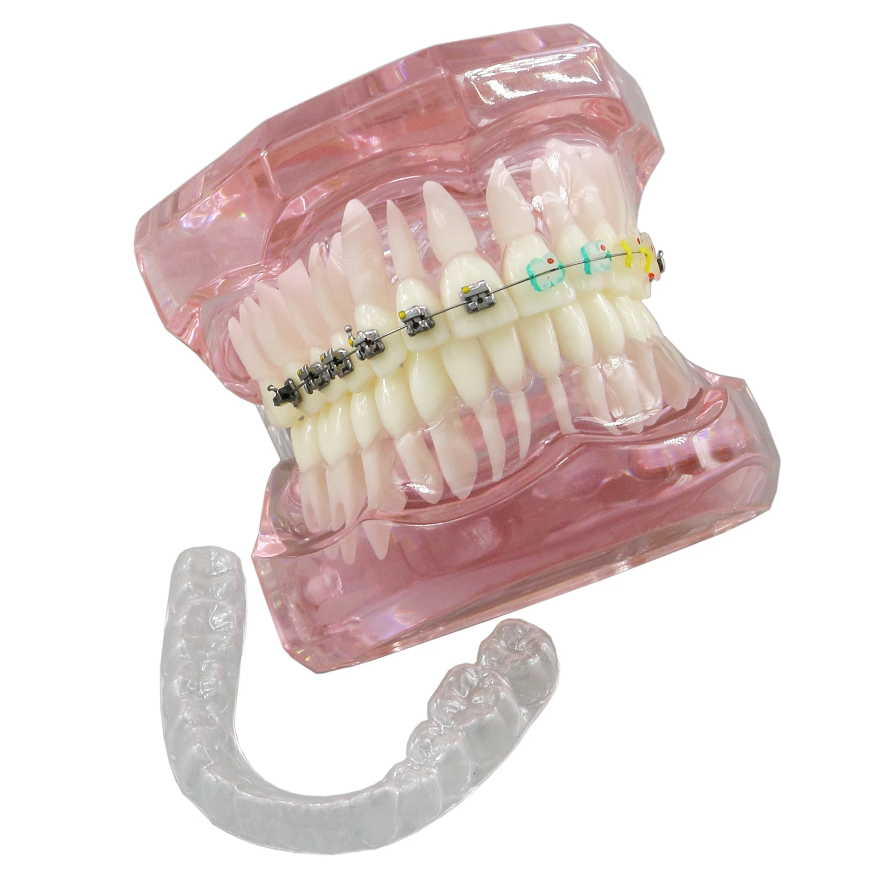 Modelo de dentes ortodônticos dentários Typodont com suporte cerâmico de metal autoligado, ligadura de retentor lingual Hawley, demonstração padrão - Image 6
