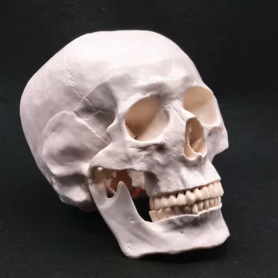 PVC modelo de crânio humano em tamanho real, precisão anatômica com mandíbula móvel para ensino/arte médica