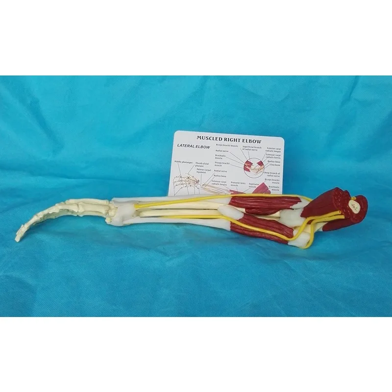 Anatomia 1:1 tamanho real cotovelo humano membro superior músculo braço articulação ligamento função modelo anatômico médico - Image 4