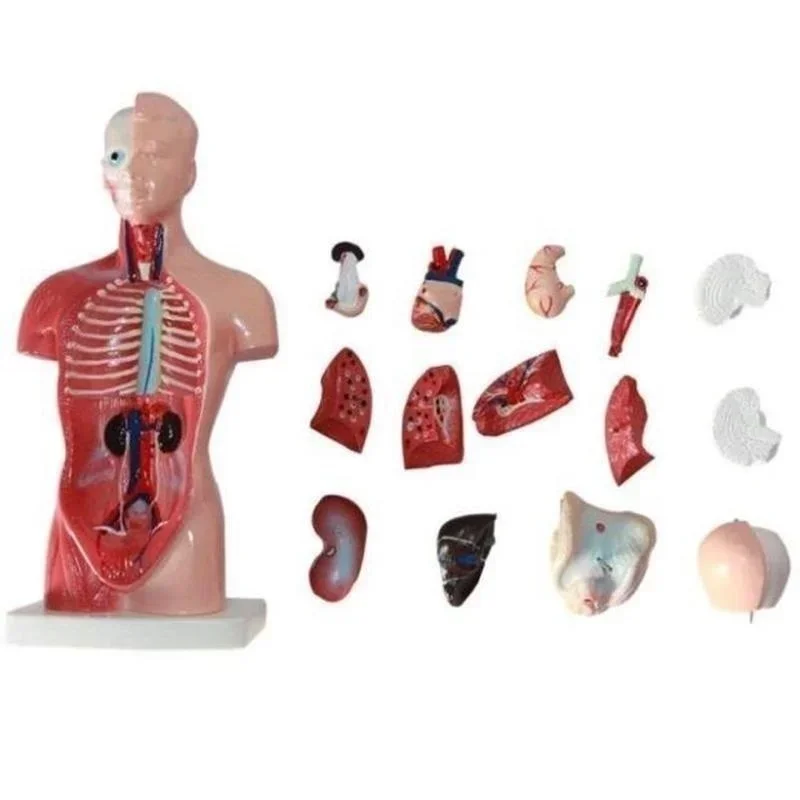 28cm modelo anatômico do corpo de torso humano, modelo de corpo anatômico do coração, esqueleto do cérebro, órgões internos para ensino de medicina, materiais de aprendizado - Image 2