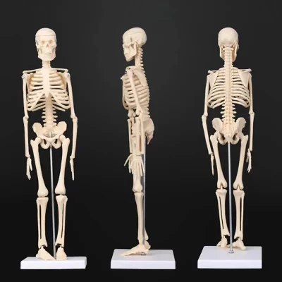 Modelo de esqueleto humano anatômico, aprender ajuda, médico, atacado, varejo, 45cm