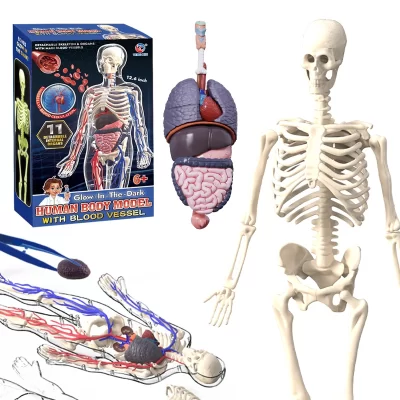 Modelo de anatomia do corpo humano 4d para crianças, vaso sanguíneo de plástico, esqueleto diy, brinquedo científico educacional, maniki vascular para aprendizagem de haste