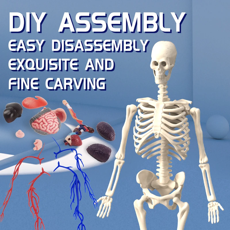 Modelo de anatomia do corpo humano 4d com vaso sanguíneo crianças plástico diy esqueleto brinquedo ciência humano vascular maniki para educação de haste - Image 6