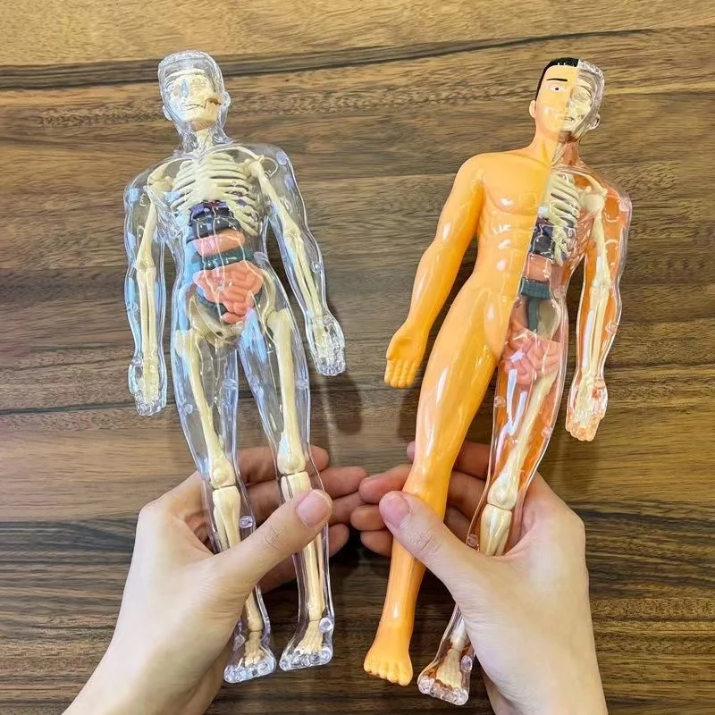 Modelo de torso de corpo humano 3d para crianças, esqueleto de anatomia removível, órgão de simulação e esqueleto, modelos de educação corporal de osso destacável - Image 4