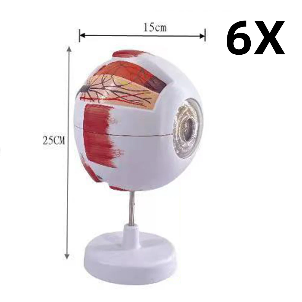 Modelo de anatomia do globo ocular para estudo de doenças oculares, modelo de anatomia ocular humana 6x 3x, modelo de anatomia ocular, órgãos humanos, adereço de ensino - Image 5
