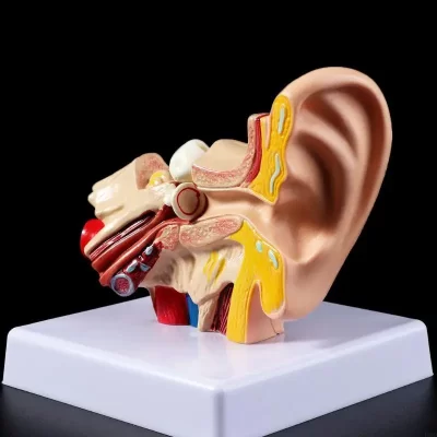 Modelo de adereços médicos 1.5 vezes, tamanho real, modelo de anatomia do ouvido humano, material de ensino médico profissional