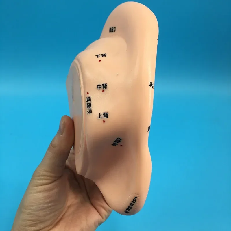 Modelo de ponto de acupuntura e moxabustão humana, modelo de ponto de acupuntura e moxabustão, molde de orelha de 16cm - Image 3