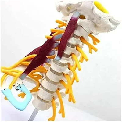 Anatomia 1:1 modelo anatômico da coluna cervical humana com nervo muscular tronco cerebral osso occipital ensino de ciências médicas destacável