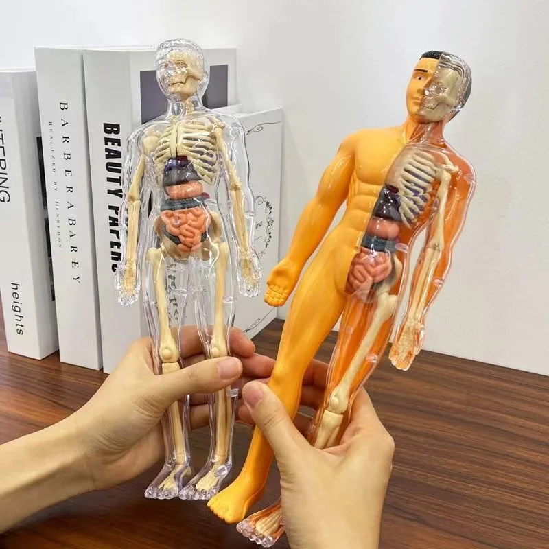 Modelo de torso de corpo humano 3d para crianças, esqueleto de anatomia removível, órgão de simulação e esqueleto, modelos de educação corporal de osso destacável - Image 2