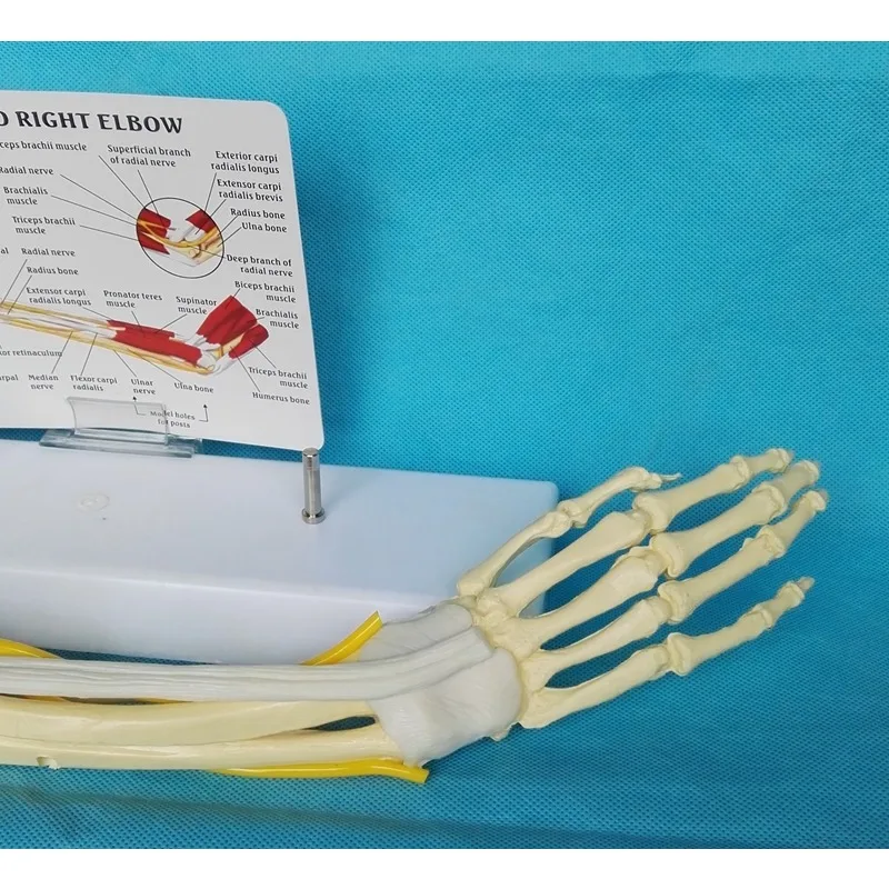 Anatomia 1:1 tamanho real cotovelo humano membro superior músculo braço articulação ligamento função modelo anatômico médico - Image 5