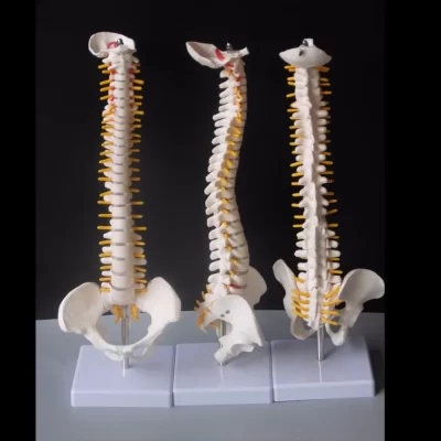 Coluna humana de 45cm com modelo pélvico, anatomia anatômica humana, modelo médico de coluna vertebral + suporte flexível