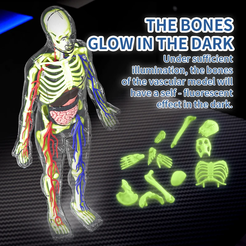 Modelo de anatomia do corpo humano 4d com vaso sanguíneo crianças plástico diy esqueleto brinquedo ciência humano vascular maniki para educação de haste - Image 4