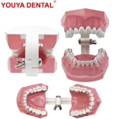 Modelo de dentes modelo de ensino dental médico paciente comunicação dentista educação demonstração estudantes estudando modelos de odontologia de plástico