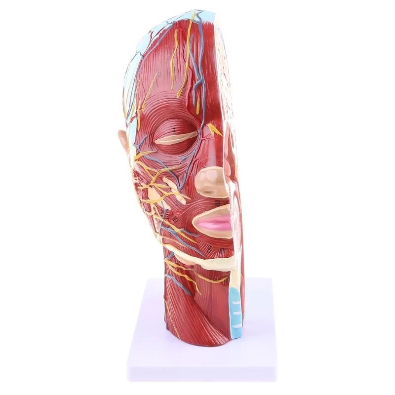 W89C Human Anatomical Meia para a cabeça Face Anatomy Medical Neck Mediana Seção ST - Image 4