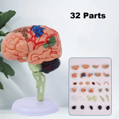 4D Desmontado Anatômico Modelo do Cérebro Humano, Ferramenta de Ensino Médico, Estátuas Esculturas, Uso Escolar PVC, 100% Marca