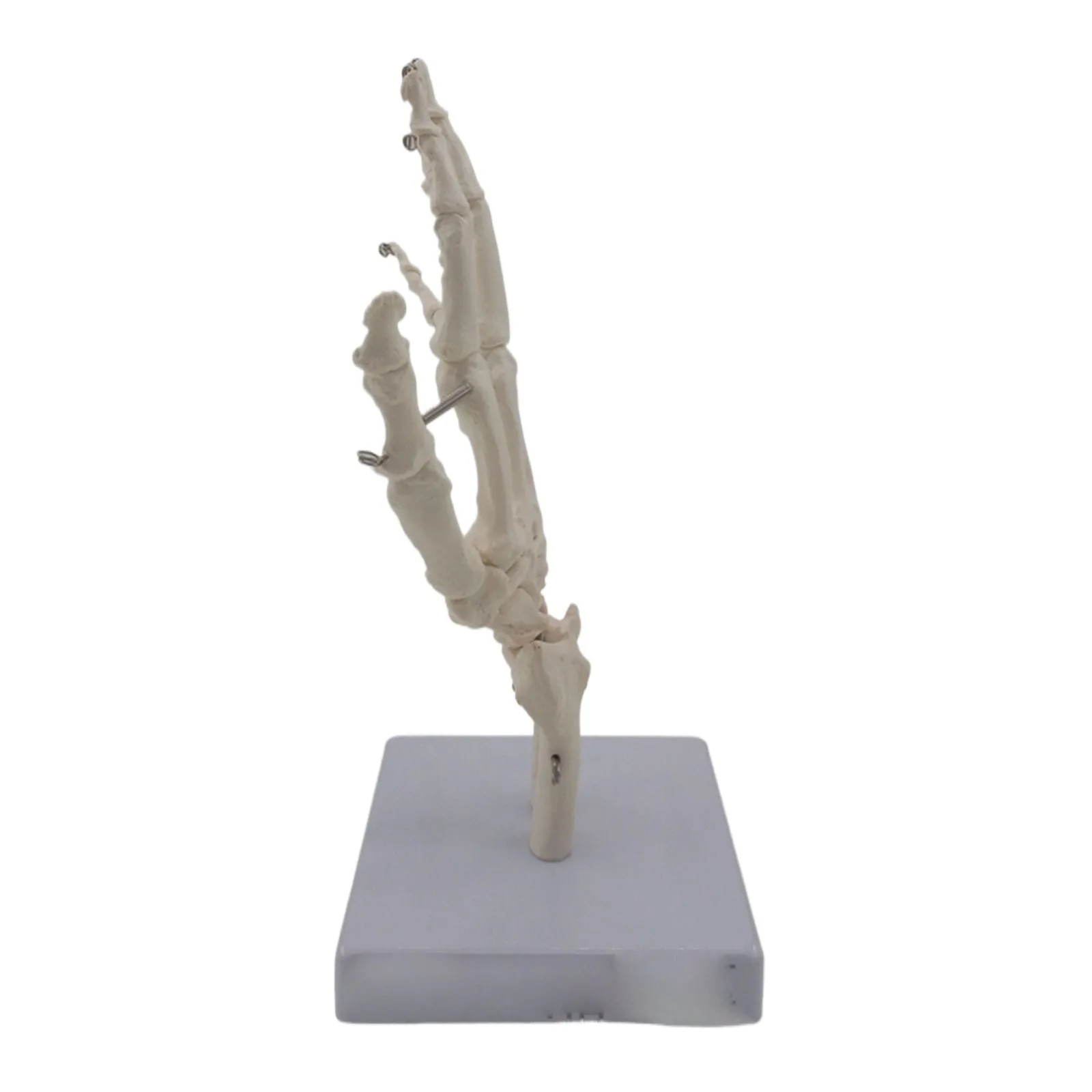 Modelo anatômico de esqueleto ósseo em tamanho real da articulação da mão humana em pvc para ensino de ciências médicas - Image 2