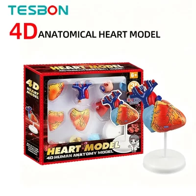 Modelo de anatomia 4d, coração humano, torso, brinquedo científico educacional, aumento do cérebro, estrutura de órgão corporal, ajuda de ensino