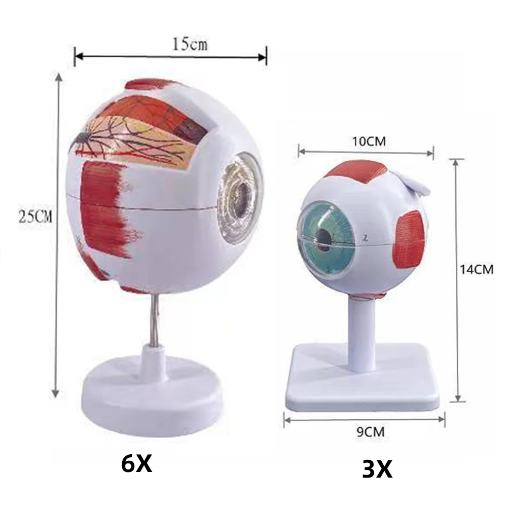 Modelo de anatomia do globo ocular para estudo de doenças oculares, modelo de anatomia ocular humana 6x 3x, modelo de anatomia ocular, órgãos humanos, adereço de ensino - Image 2