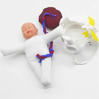 Feminino parto humano pelve demonstração-feto cordão umbilical placenta ensino anatomia modelo transporte da gota tamanho real