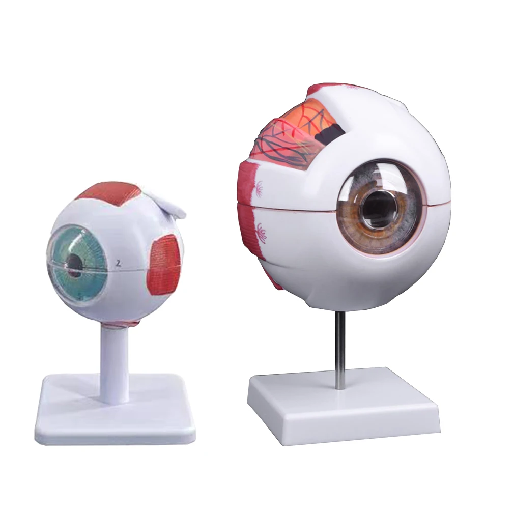 Modelo de anatomia do globo ocular para estudo de doenças oculares, modelo de anatomia ocular humana 6x 3x, modelo de anatomia ocular, órgãos humanos, adereço de ensino - Image 4