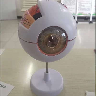 Modelo anatômico de globo ocular humano ampliado, modelo de olho preciso, mostra nervos ópticos, lente de íris córnea e corpo vítreo com 6 peças