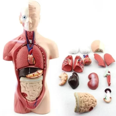 28cm modelo de corpo de torso humano anatomia anatômica coração cérebro esqueleto órgãos internos médicos crianças ensino aprendizagem suprimentos
