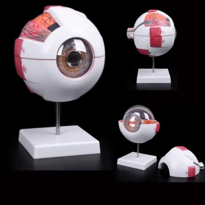 Modelo de anatomia do globo ocular para estudo de doenças oculares, modelo de anatomia ocular humana 6x 3x, modelo de anatomia ocular, órgãos humanos, adereço de ensino