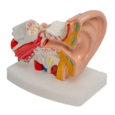Modelo de orelha humana ampliada 1.5 vezes, modelo anatômico de orelha interna, anatomia da cóclea, presente médico, ferramenta educacional de tímpano otteon