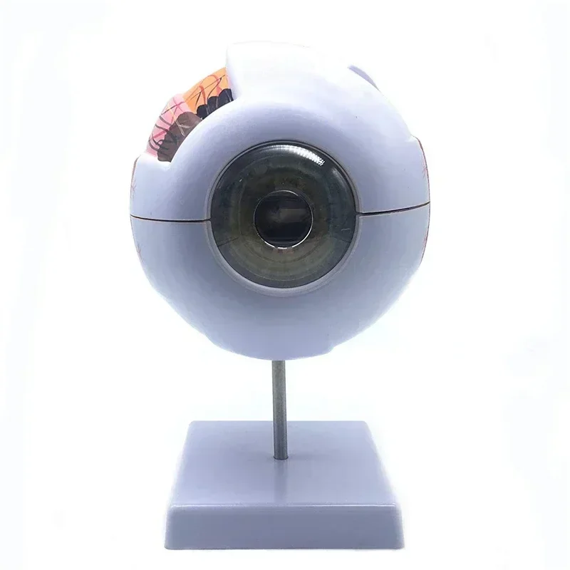 Modelo de globo ocular humano modo de ampliação ocular l anatomia ocular mod el professor da escola guias modelos de ensino de globo ocular humano medicina - Image 5