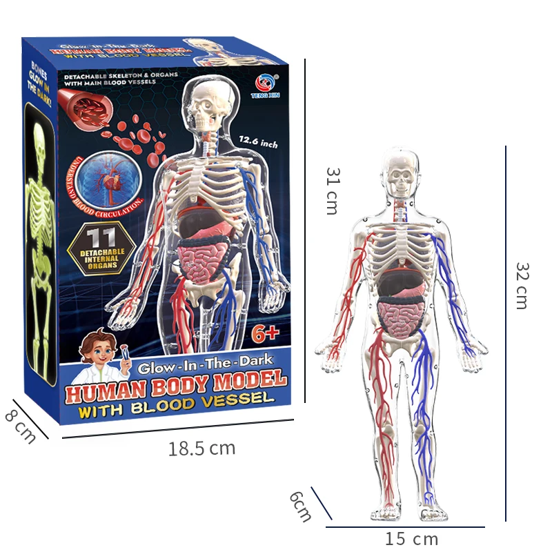 Modelo de anatomia do corpo humano 4d com vaso sanguíneo crianças plástico diy esqueleto brinquedo ciência humano vascular maniki para educação de haste - Image 3
