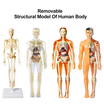 Modelo de torso de corpo humano 3D para crianças, anatomia, esqueleto, removível, simulação, órgão e esqueleto, modelos de corpo de osso destacável