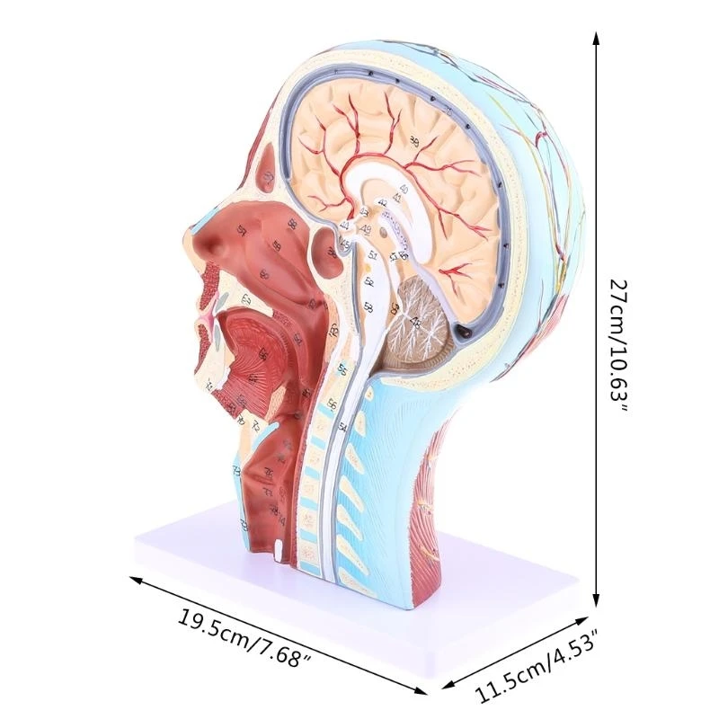 W89C Human Anatomical Meia para a cabeça Face Anatomy Medical Neck Mediana Seção ST - Image 2