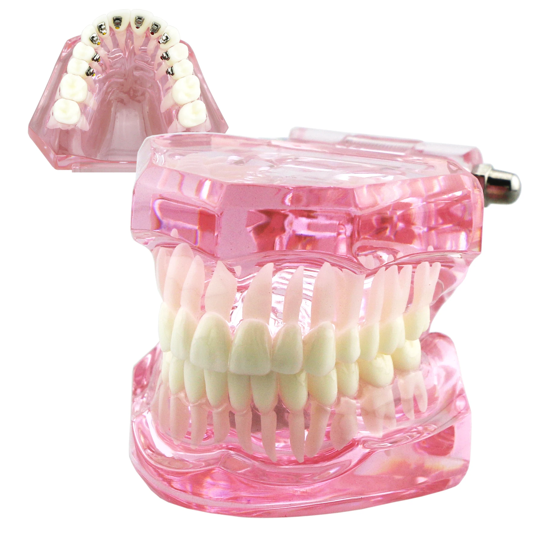 Modelo de dentes ortodônticos dentários Typodont com suporte cerâmico de metal autoligado, ligadura de retentor lingual Hawley, demonstração padrão - Image 3