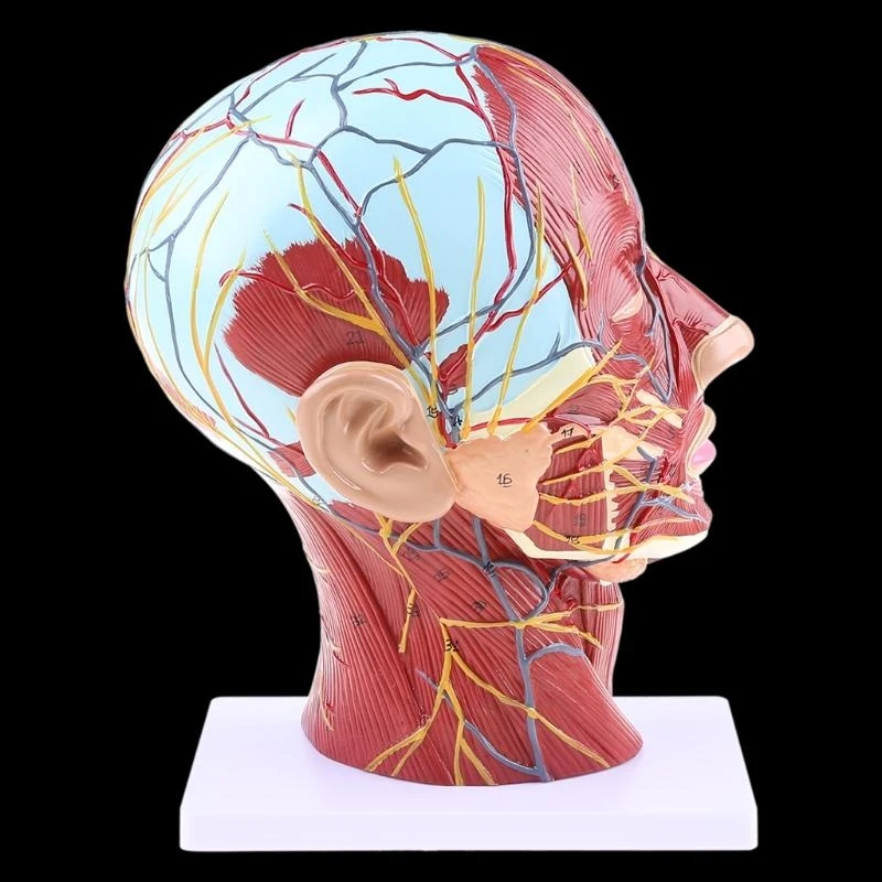 W89C Human Anatomical Meia para a cabeça Face Anatomy Medical Neck Mediana Seção ST - Image 6