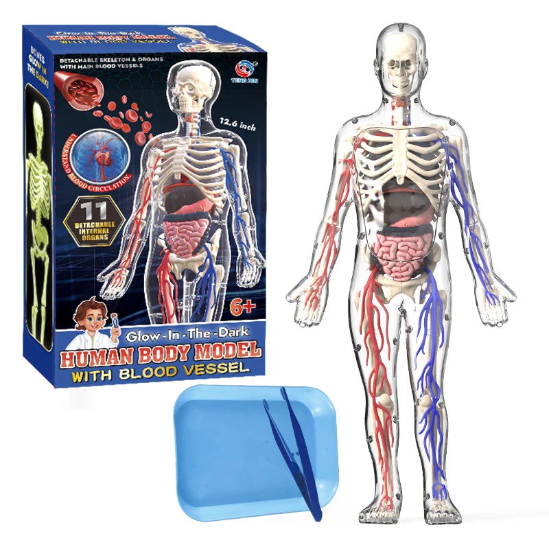 Modelo de anatomia do corpo humano 4d com vaso sanguíneo crianças plástico diy esqueleto brinquedo ciência humano vascular maniki para educação de haste - Image 2
