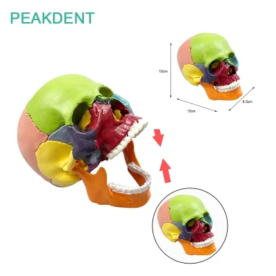 Decoração de mesa de anatomia modelo de crânio de ensino destacável para demonstração de anatomia de simulação médica