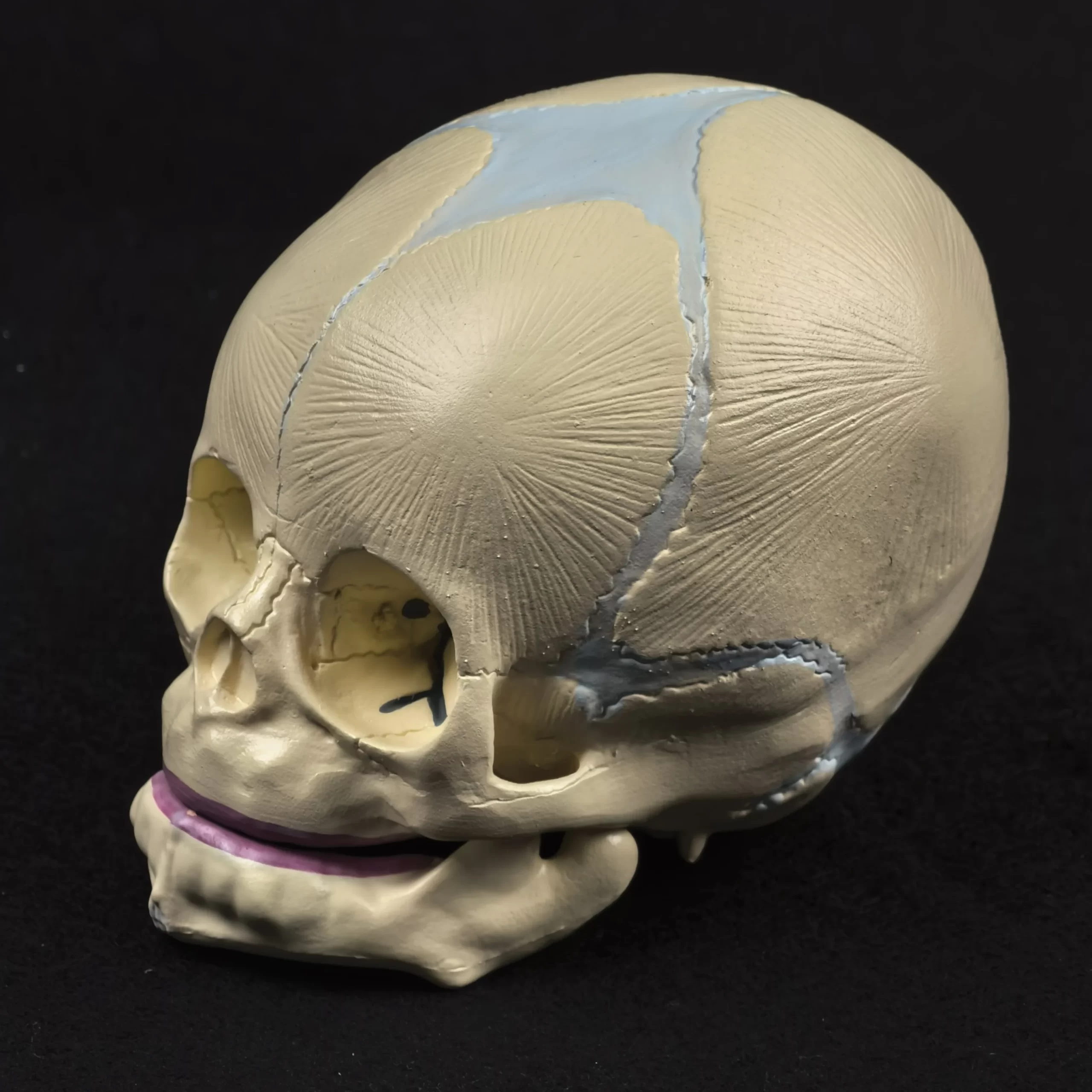 PVC humano fetal bebê infantil modelo de crânio anatômico alta simulação para esboço de arte médica brinquedo educativo