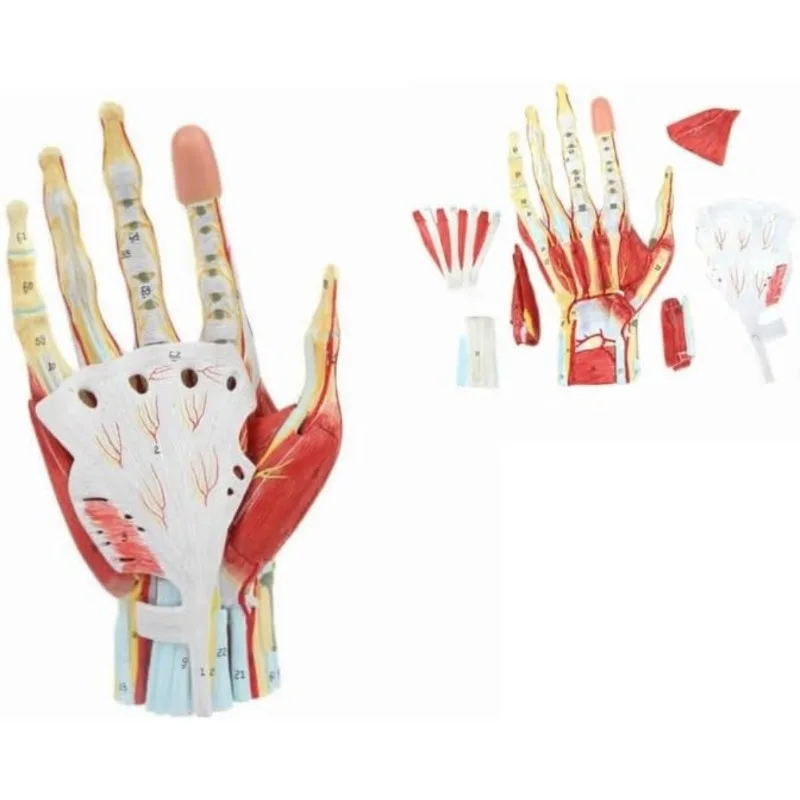 Modelo médico anatômico de esqueleto de mão humana com ligamentos, músculos, nervos, artérias, anatomia, 7 partes, tamanho real, enfermeira, estudante