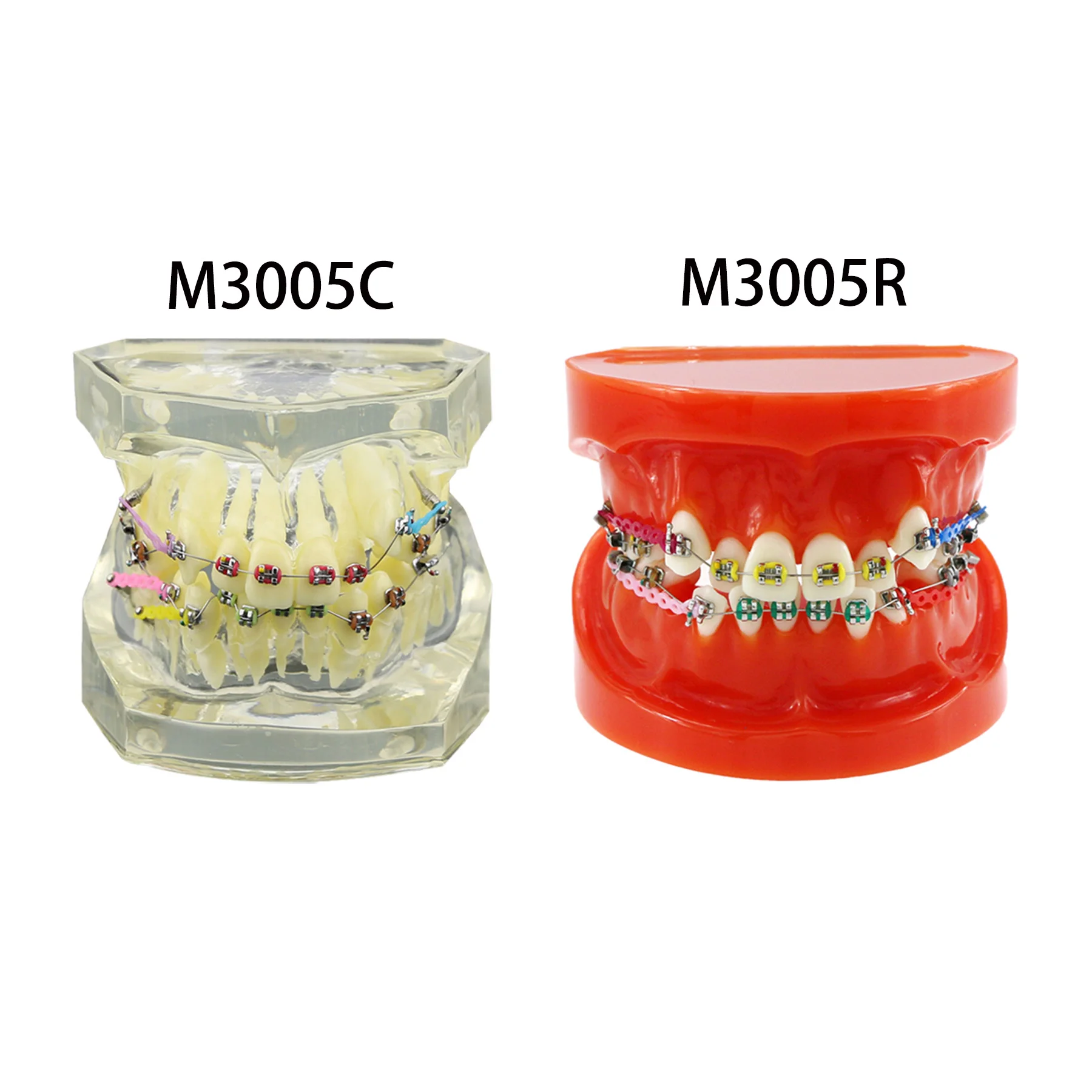 Modelo de dentes ortodônticos dentários Typodont com suporte cerâmico de metal autoligado, ligadura de retentor lingual Hawley, demonstração padrão - Image 4