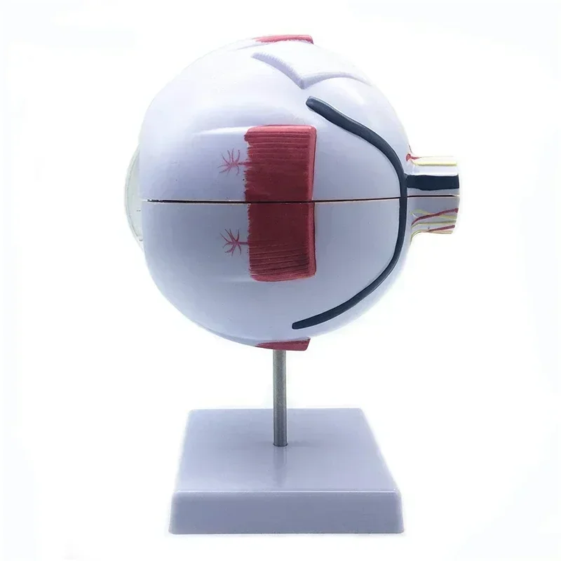 Modelo de globo ocular humano modo de ampliação ocular l anatomia ocular mod el professor da escola guias modelos de ensino de globo ocular humano medicina - Image 6