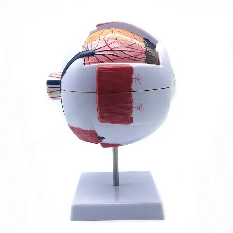 Modelo de globo ocular humano modo de ampliação ocular l anatomia ocular mod el professor da escola guias modelos de ensino de globo ocular humano medicina - Image 3