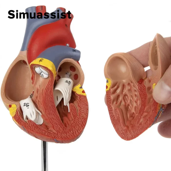1:1 modelo de anatomia do coração humano em tamanho real, recursos de ...