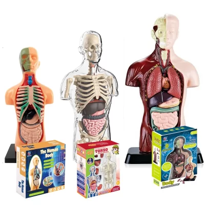 Modelo anatômico do torso do corpo humano 4d para aprender órgãos internos esqueleto visceral cérebro montagem exibição ensino educacional