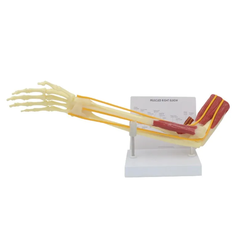 Anatomia 1:1 tamanho real cotovelo humano membro superior músculo braço articulação ligamento função modelo anatômico médico - Image 2