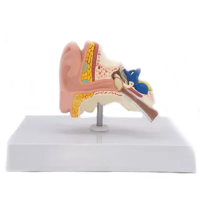 Modelo de anatomia de ouvido de mesa, modelo de anatomia de ouvido humano modelo de orelha completa, ferramenta de ensino de medicina em escala de 1:1