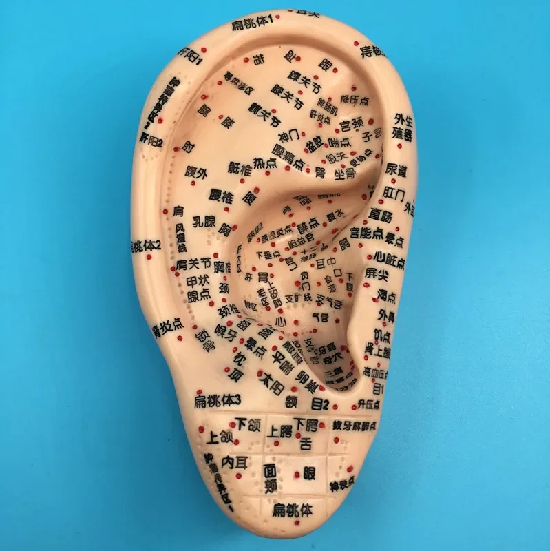 Modelo de ponto de acupuntura e moxabustão humana, modelo de ponto de acupuntura e moxabustão, molde de orelha de 16cm - Image 2