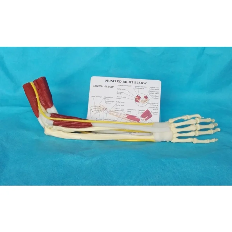 Anatomia 1:1 tamanho real cotovelo humano membro superior músculo braço articulação ligamento função modelo anatômico médico - Image 3