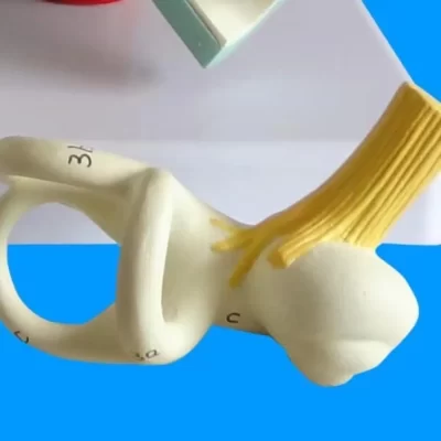 Modelo de labirinto da orelha interna modelo médico da anatomia do ouvido humano canal semicircular cóclea modelo anatômico